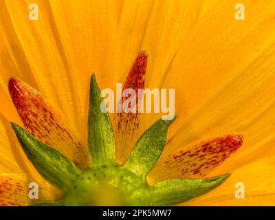 Close up of sulfur cosmos or yellow cosmos flower, cosmos sulphureus Stock Photo