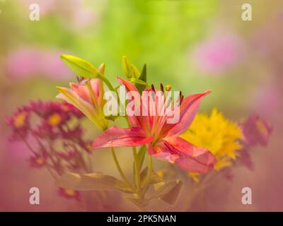 Close up of Stargazer Lily (Lilium orientalis Stargazer) Stock Photo