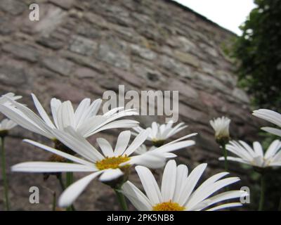 Amore sono io, amore non sono io. Daisy ha il mio cuore Foto Stock