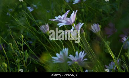 Amore sono io, amore non sono io. Daisy ha il mio cuore Foto Stock