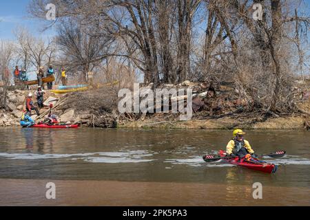 Evans, CO, USA - 1 aprile 2023: I paddlers stanno portando kayak e canoe sopra una diga di diversione durante il viaggio primaverile in canoa sulla South Platte Rive Foto Stock