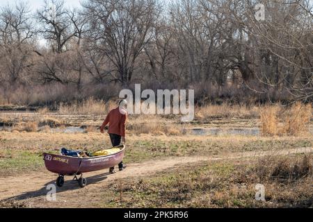 Evans, CO, USA - 1 aprile 2023: Canoista femminile sta trainando una canoa in acqua bianca su un carrello per la prima primavera remando sul fiume South Platte in Colorado Foto Stock