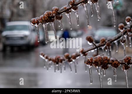 Rami congelati di alberi dopo una tempesta di ghiaccio a Montreal Foto Stock