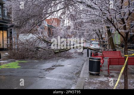 Montreal, CANADA - 5 aprile 2023: La tempesta di pioggia gelida ha danneggiato un albero Foto Stock