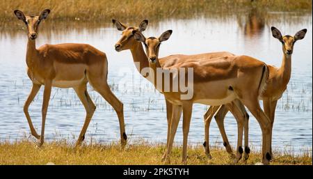 Letchwe vicino stagno, Selinda Riserva, Botswana Foto Stock