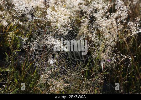 Bellissimo ciottoli con gocce di rugiada sull'erba al mattino Foto Stock