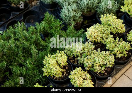 Molte erbe diverse in vaso su vassoi, vista dall'alto Foto Stock