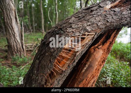 Albero torcere e rotto dopo una tempesta Foto Stock