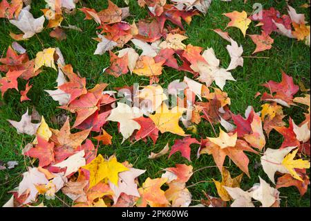 Foglie colorate che si posano nell'erba Foto Stock