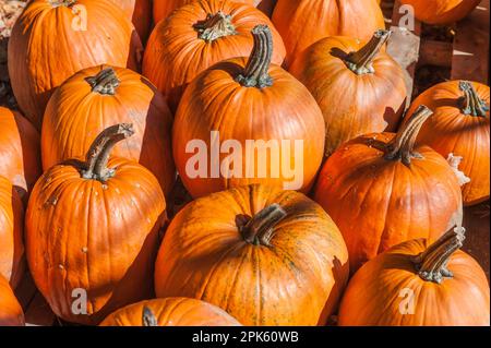 Zucche raccolte per l'acquisto Foto Stock