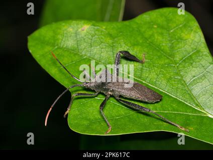 Insetto a balestra (Acanthocephala terminalis) su una foglia di quercia di notte. Specie autoctona negli Stati Uniti. Foto Stock