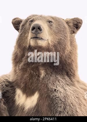 Orso di pelliccia marrone isolato al tassidermy con buon viso espressivo con la bocca chiusa e che mostra alle spalle. Grande muso con piccoli occhi e orecchie. Foto Stock