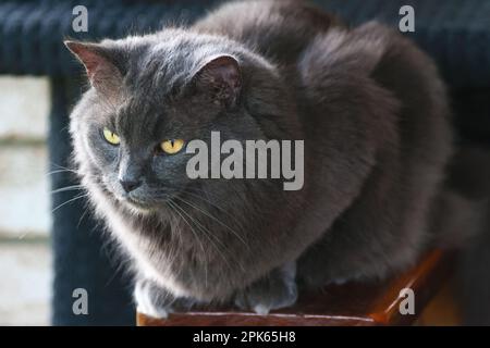 Animali intorno al blocco, bellissimo grigio soffice gatto persiano relax, bird watching. Foto Stock