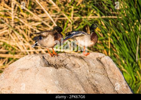 Due drappi di mallo adulti preen e riposano su un grande masso in un paesaggio faunistico adatto per l'arte, identificazione. Sweetwater Wetlands, Tucson, Stati Uniti Foto Stock