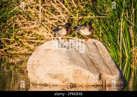 Due drappi di mallo adulti preen e riposano su un grande masso in un paesaggio faunistico adatto per l'arte, identificazione. Sweetwater Wetlands, Tucson, Stati Uniti Foto Stock