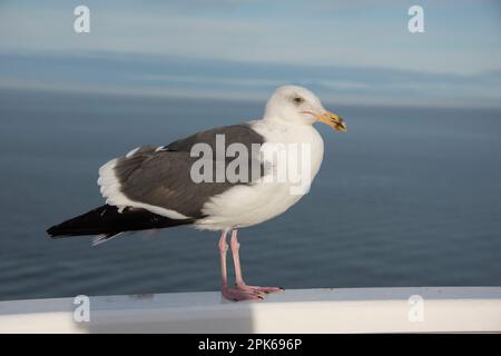 Il gabbiano americano di aringa (Larus argentatus smithsonianus) è probabile che sia visto in Nord America. Questo è su una ferrovia della nave vicino all'isola di Catalina Foto Stock
