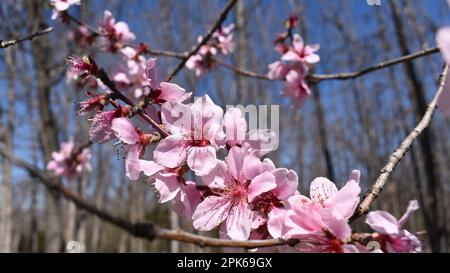 Fiori primaverili su un pesco selvatico, prunus persica, in Missouri rurale, MO, Stati Uniti, STATI UNITI, STATI UNITI. Foto Stock