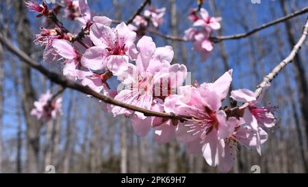 Fiori primaverili su un pesco selvatico, prunus persica, in Missouri rurale, MO, Stati Uniti, STATI UNITI, STATI UNITI. Foto Stock