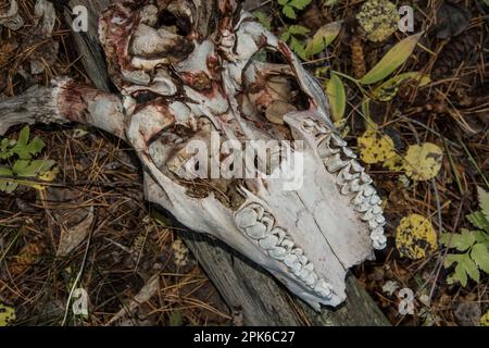 Mascella superiore e cranio di buca di cervo mulo naturalmente morto, scienza ed educazione, Grand Teton National Park, Wyoming, USA Foto Stock