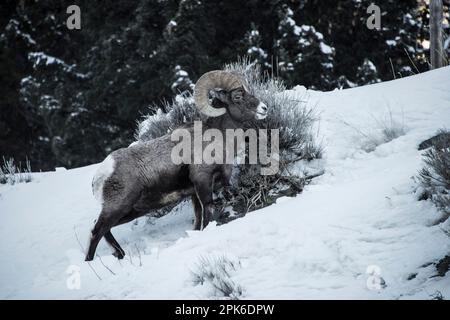 Le pecore delle montagne rocciose dei bighorn si innervosiscono al freddo invernale e alla neve cercando di sopravvivere in tempi migliori. Madison River, Montana, Stati Uniti Foto Stock