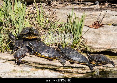 Gruppo misto di tartarughe marine al sole al National Zoo, Washington DC, USA Foto Stock