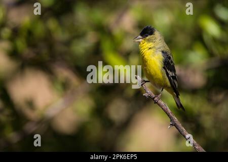 Un goldfinch maschio minore con berretto nero si trova su un bastone a Madera Canyon, Arizona, USA Foto Stock