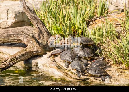 Un mucchio di tartarughe con orecchie rosse e decorazioni gialle che prendono il sole allo zoo nazionale di Washington, DC, USA Foto Stock