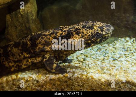 Una gigantesca salamandra giapponese prigioniera a riposo nello zoo nazionale di Washington, DC, USA Foto Stock