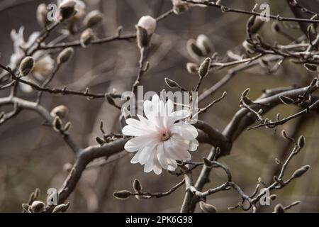 Un ramo di magnolia in erba e fioritura, un fiore singolo, Washington, DC, USA Foto Stock