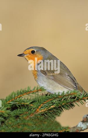 Rapina europea (Erithacus rubecula), foraggio sul terreno forestale, Renania settentrionale-Vestfalia, Germania Foto Stock