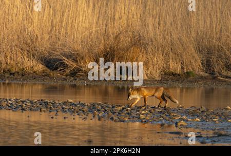 Volpe rossa (vulpes vulpes), luce del mattino, passeggiate, acqua, bassa Austria Foto Stock