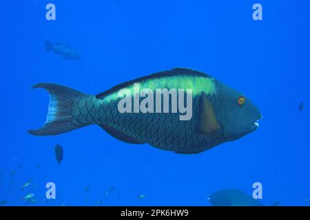 Pappagallo bicolore (Cetoscarus bicolore), femmina, davanti ad un solido sfondo blu, staccata. Sito di immersione St.. Johns, Egitto, Mar Rosso Foto Stock