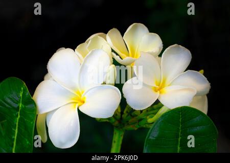 Fragrante frangipani (Plumeria ottusa), Mauritius Foto Stock