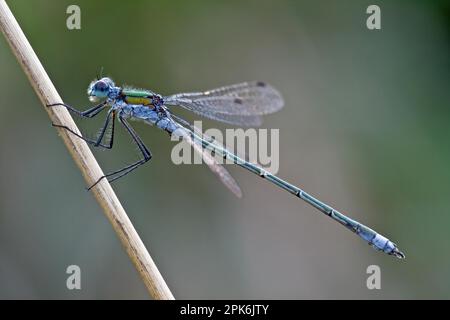 Emerald damselfly (Lestes spugsa) seduta su un filo d'erba, Assia, Germania Foto Stock