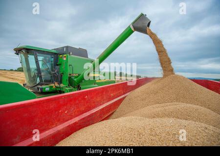 Orzo (Ordeum vulgare), mietitrebbia John Deere che scarica la granella raccolta nel rimorchio sotto il cielo nuvoloso, pilling, Preston, Lancashire Foto Stock