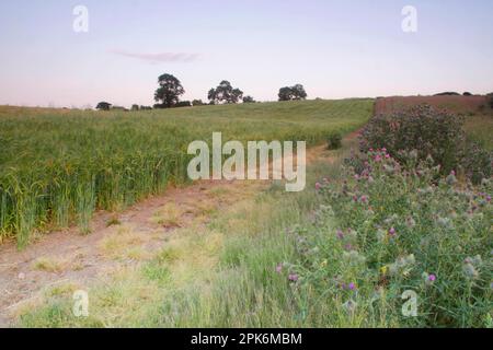 Orzo (Hordeum vulgare), raccolto, campo di maturazione al crepuscolo, erbe e cardi che crescono ai margini del campo, West Yorkshire, Inghilterra, Unito Foto Stock