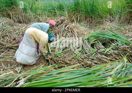 Canna da zucchero (Saccharum officinarum), lavoratori che raggruppano gambi tagliati, Marayur, distretto di Idukki, Kerala, India Foto Stock