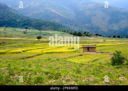 Riso asiatico (Oryza sativa) che cresce in campi terrazzati nella valle di montagna, Kanthalloor, Marayur, Idukki distretto, Kerala, India Foto Stock