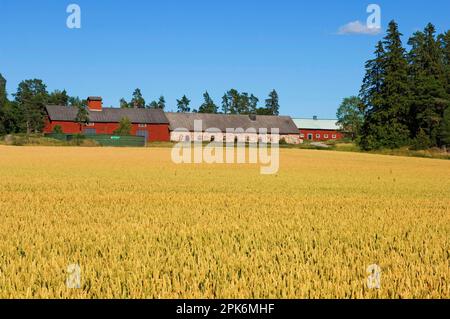 Grano (Triticum aestivum), campo di maturazione con fattoria lontana, Svezia Foto Stock