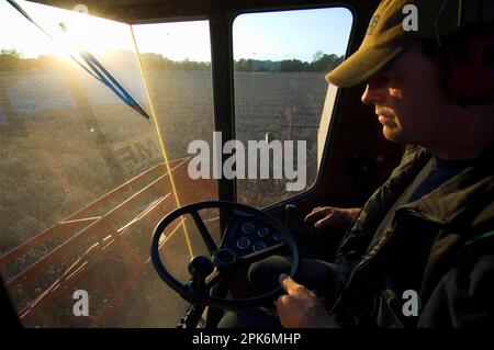 Frumento (Triticum aestivum), agricoltore nella cabina di una mietitrebbia, che raccoglie campi maturi al tramonto, Svezia Foto Stock