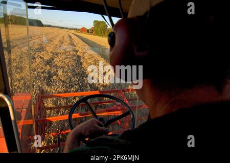 Frumento (Triticum aestivum), mietitrebbia Massey Ferguson, abitacolo cabina, raccolta su campo maturo, Svezia Foto Stock