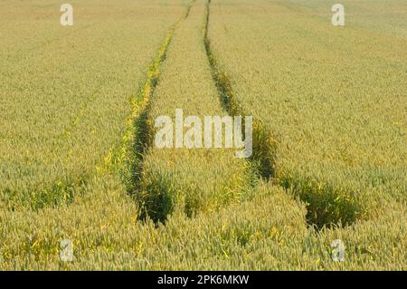 Grano (Triticum aestivum), campo immaturo con tramini, Svezia Foto Stock