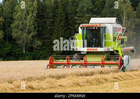 Mietitrebbia Claas Mega, raccolta di orzo (Hordeum vulgare), Svezia Foto Stock