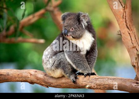 Koala (Phascolarctos cinereus), Adulto su albero, Kangaroo Island, South Australia, Australia Foto Stock