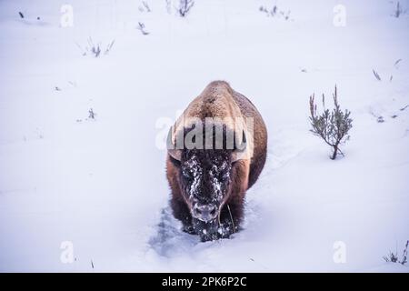 Le pianure di toro sono foraggere di bisonti o bufali in una neve profonda che cerca l'erba sufficiente per sopravvivere all'inverno, Lamar Valley, Yellowstone National Park, Wyoming Foto Stock