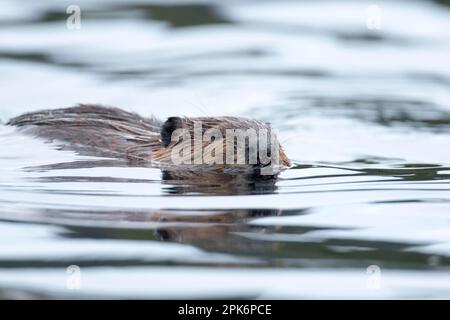 Castoro nordamericano (Castor canadensis), Forillon National Park, Quebec, Canada Foto Stock