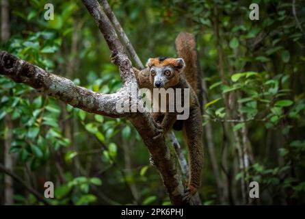 Un lemuro maschio coronato (Eulemur coronatus) nelle foreste secche del Madagascar settentrionale Foto Stock