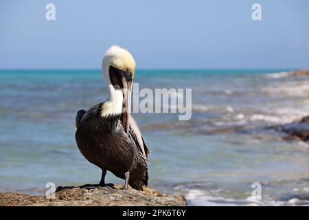 Ritratto di pellicano in piedi su una pietra sullo sfondo delle onde del mare. Uccelli selvatici su una spiaggia Foto Stock