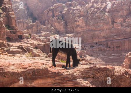 Asino con le rovine di Petra sullo sfondo Foto Stock