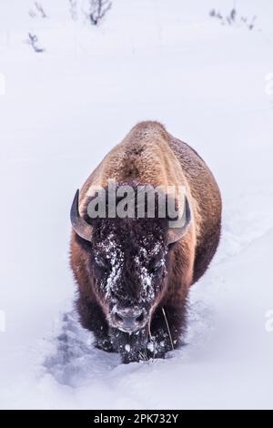 Le pianure di toro sono foraggere di bisonti o bufali in una neve profonda che cerca l'erba sufficiente per sopravvivere all'inverno, Lamar Valley, Yellowstone National Park, Wyoming Foto Stock